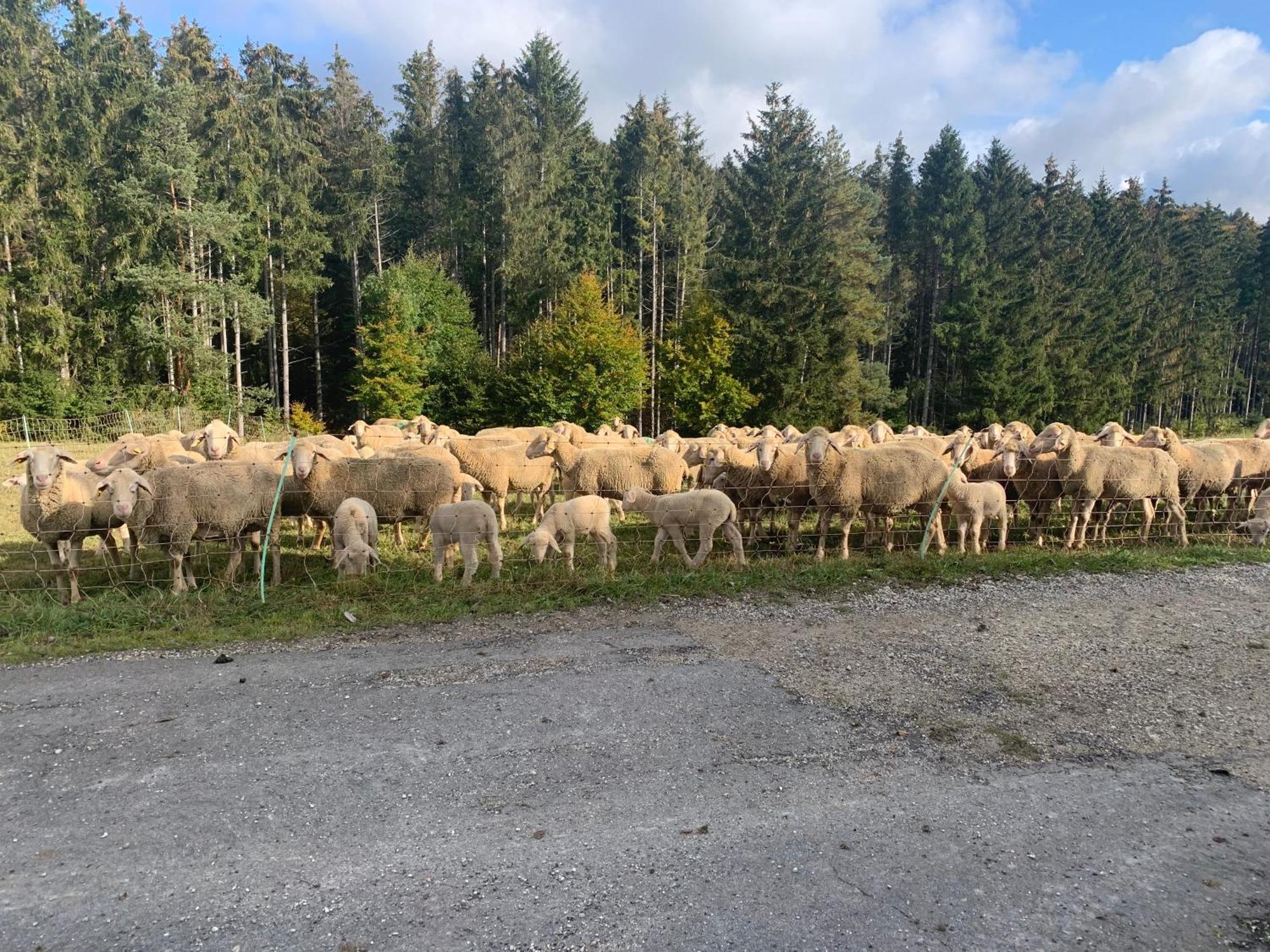 Hotel Restaurant Schwane Messstetten Eksteriør bilde